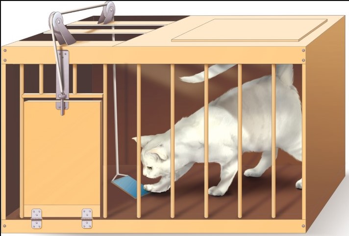 Un gatto appoggia la zampa su un meccanismo a pressione